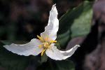 Trillium