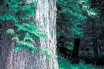 Western Red Cedar
