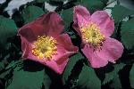 Wild Rose