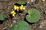 Yellow Violet