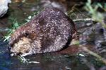 Beaver