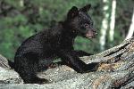 Black Bear Cub