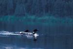Common Loon