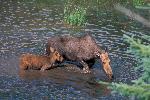 Cow Moose and calf
