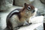Golden Mantled Squirrel