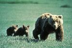 Grizzly Bear