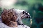 Marmot