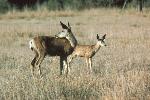 Mule Deer