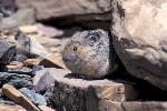 Pika