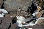 Ptarmigan