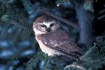 Sawwhet Owl