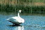 Trumpeter Swan