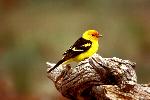 Western Tanager