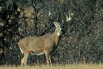 Whitetail Deer