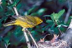 Yellow Warbler