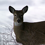deer in winter