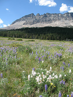 Lupine filled meadow at Two Dog Flats Lupine filled meadow at Two Dog Flats
