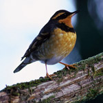 varied thrush