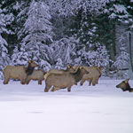 winter elk