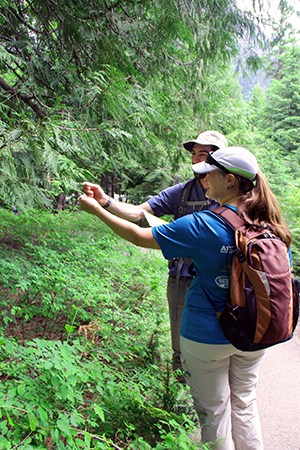 While on trail, two students in backpacks touch the needles of a conifer