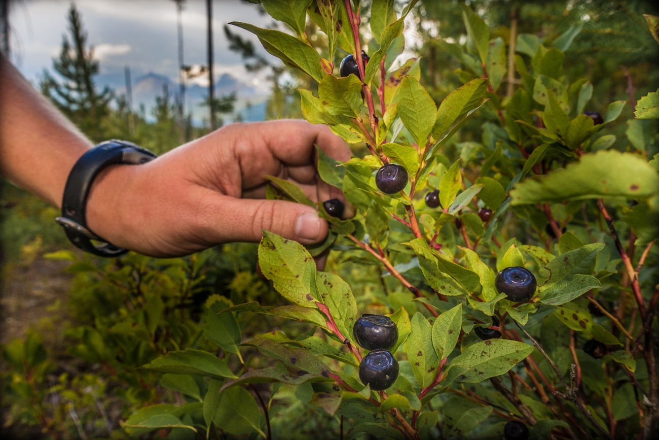 A hand reaches out to pick a ripe huckleberry off of a bush