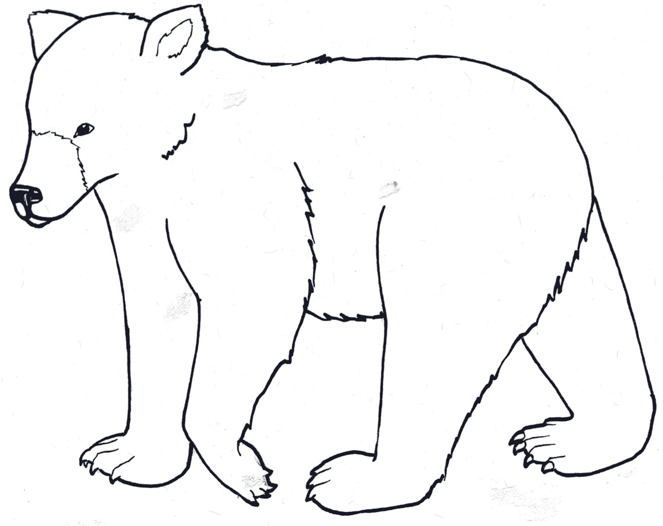 black bear coloring book picture