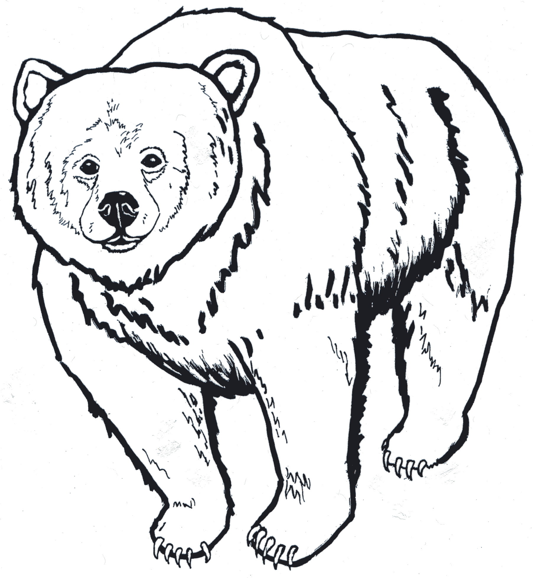 K-3, Unit Four, Activity 2: Which Bear? - Glacier National 