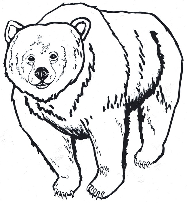 grizzly outline