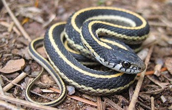 coiled snake black with yellow stripe