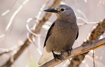 grey bird with dark bill perched in tree
