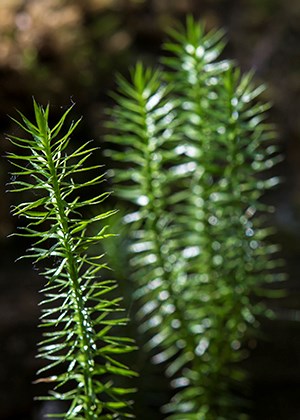thin spiny green plant