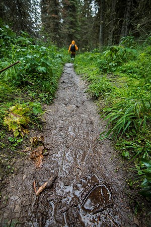 tracks left in mud on wet forest trail