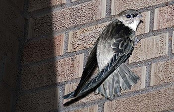 grey and white bird clings to brick wall