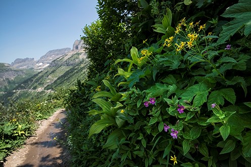 Garden Wall- Highline Trail