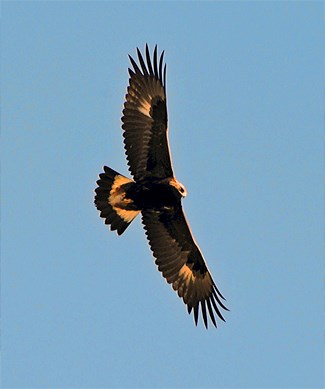 Juvenile Golden Eagle, USFS Photo