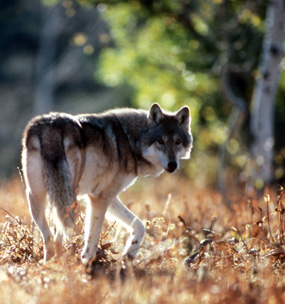 gray wolf