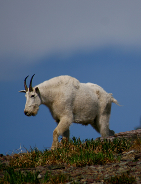 mountain goat