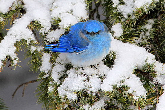 Picture of a Mountain Bluebird