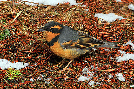 Picture of a Varied Thrush