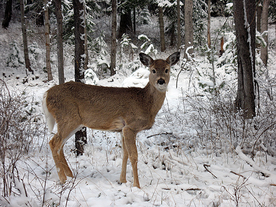 Pics Of Deer In Snow. deer doe in the snow