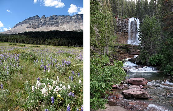 Pictures of wildflowers in Two Dog Flats and Virginia Falls