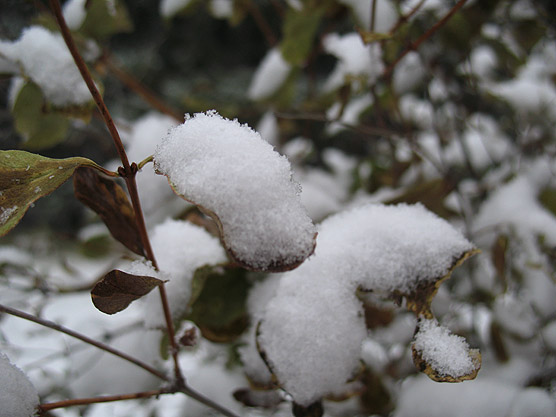 Snow building up on a leaf