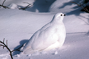 White-tailed Ptarmigan in snow
