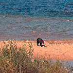 Bear on the shore of Waterton Lake
