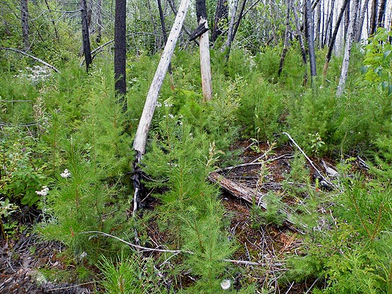 New growth on Howe Ridge