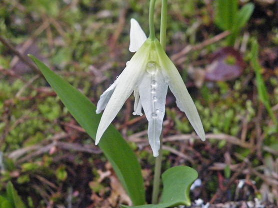white glacier lily