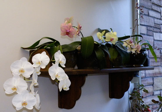 orchids in the office