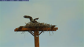 Osprey nest at St. Mary Visitor Center