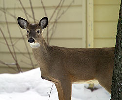 deer in winter