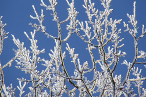 Rime on trees
